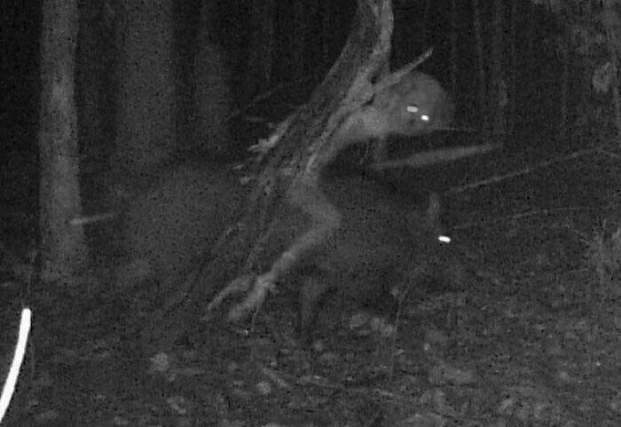 Not Sure Wtf That Thing Is But It Was Caught On A Trail Cam Riding A Boar