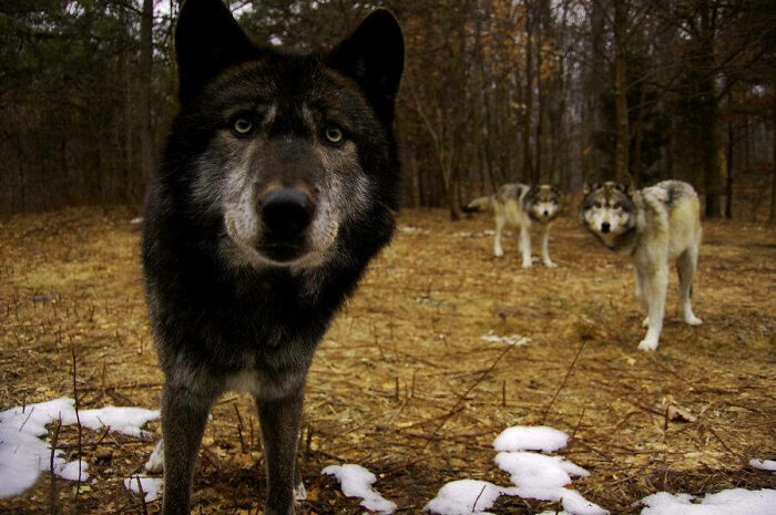 Lobos curiosos inspeccionando una cámara de rastreo