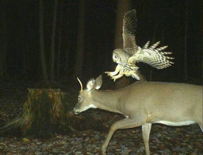 Búho atacando a un ciervo