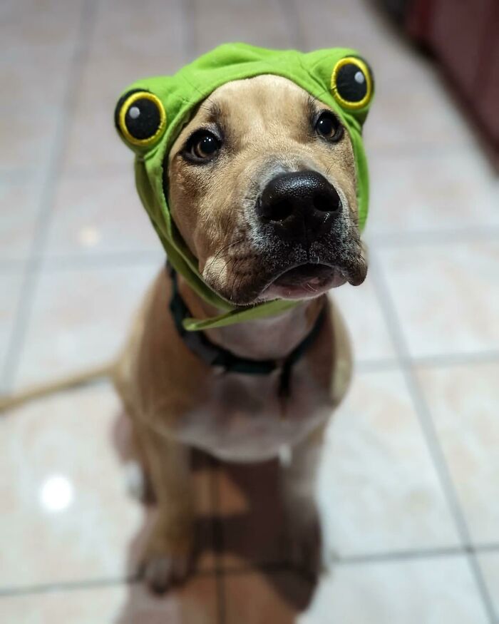 This Is Our Frog Dog's First Halloween