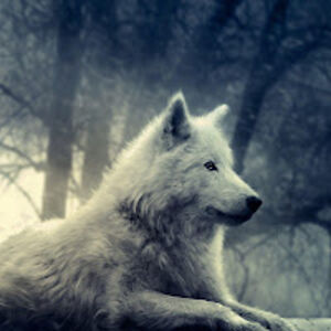 rubenebenhoch avatar