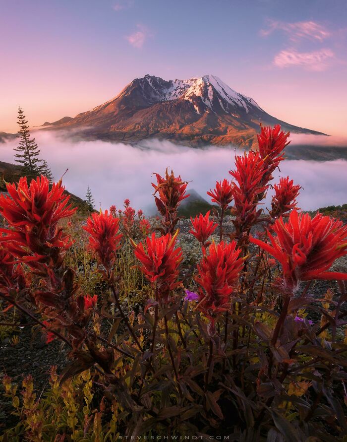 Clearing Fog Reveals Vibrant Wildflowers On A Beautiful Morning Near Mount St. Helens, Washington