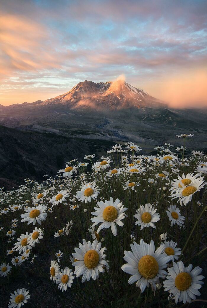 Mt St Helens Towering Above Wildflowers During A Beautiful Sunrise 