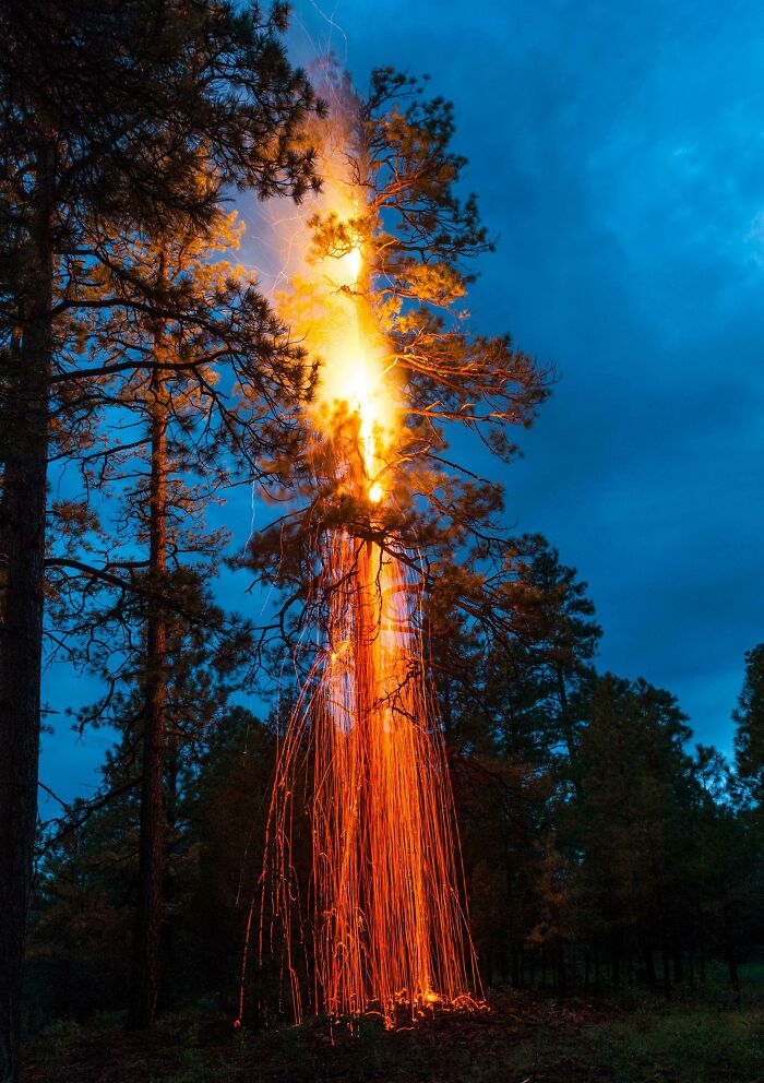 I Went For A Walk In The Forest And Came Upon This Ponderosa Pine Tree That Had Been Struck By Lightning. I Called The Forest Service And They Eventually Extinguished It, But Not Before I Had Time To Get Some Photos. Near Flagstaff, Arizona, USA
