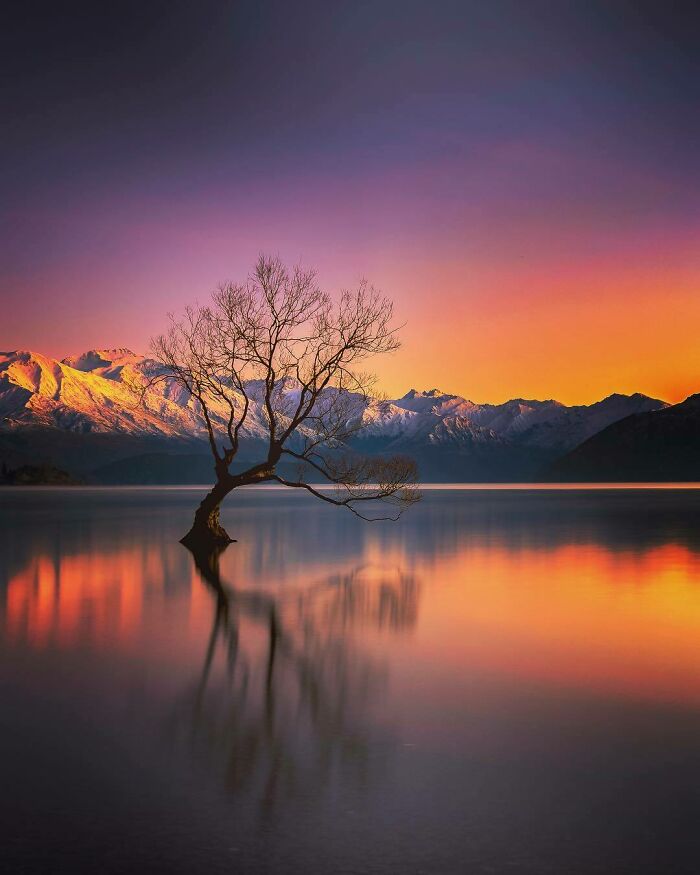 That Wanaka Tree, Wanaka - New Zealand 
