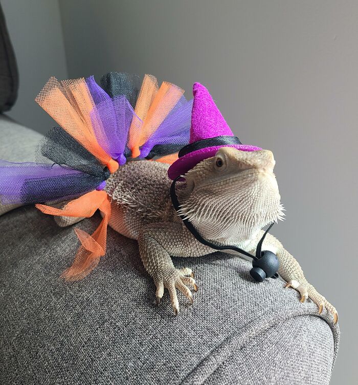 Ciri Is Ready For Halloween