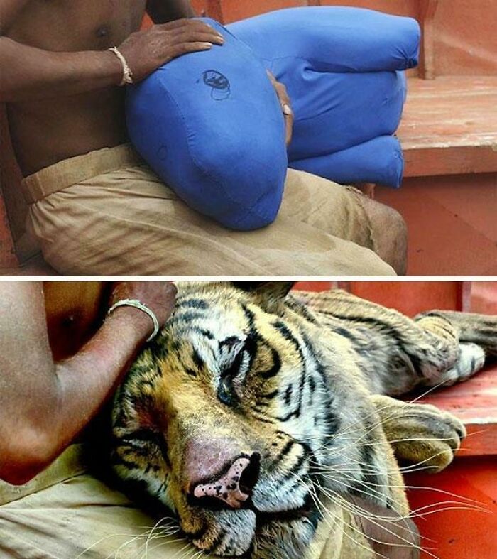 El tigre de "Vida de Pi" antes y después del CGI