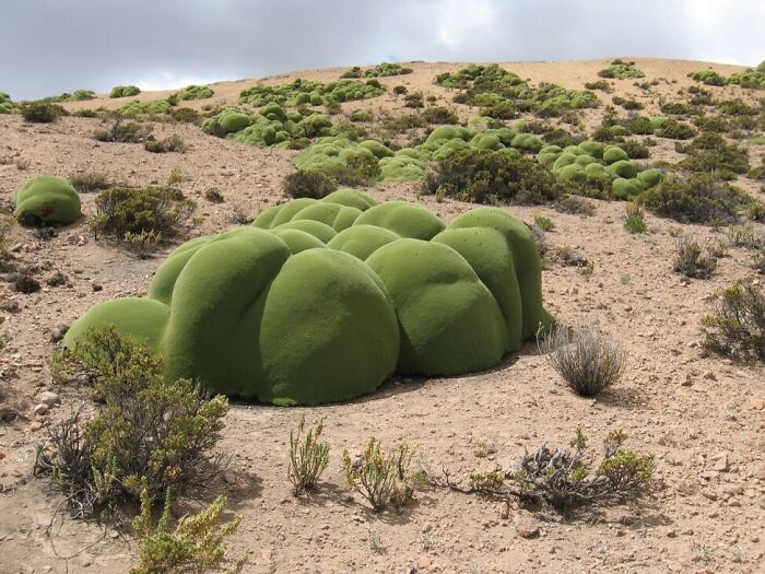 The Odd Yareta Plant, Grows In Chile In One Of The Driest Deserts In The World