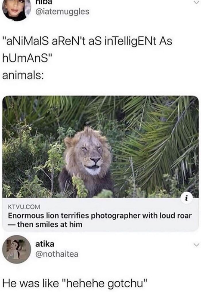 Hilarious-Animal-Memes