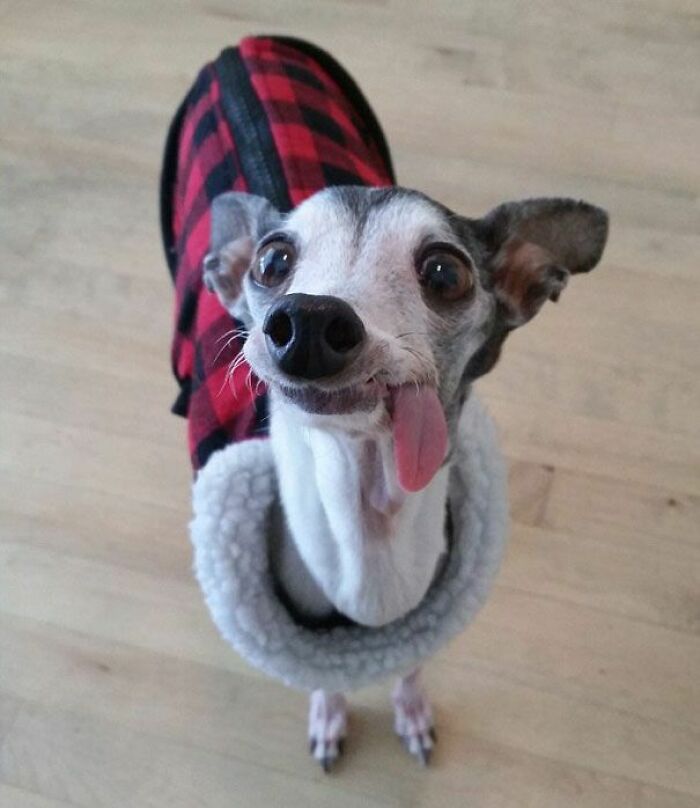 It's Very Important That Italian Greyhound's Have Their Teeth Brushed