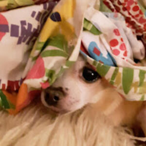 jackiebillings avatar