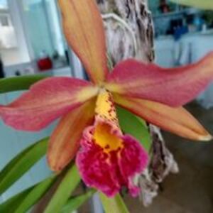 marambrosio49 avatar