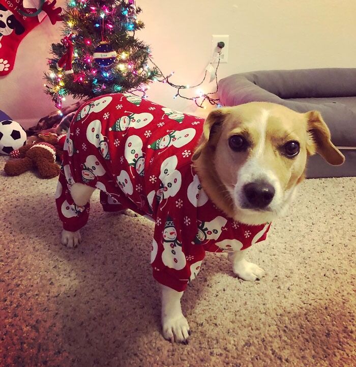 A set of festive PJs for small breed dogs, so your littlest buddy can take in that Hallmark movie marathon in style.