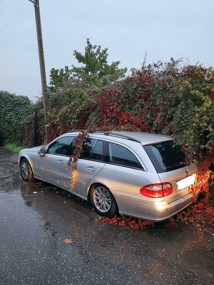 This Car That Has Been Parked In My Street For Some Weeks Now Is Slowly Claimed By Nature