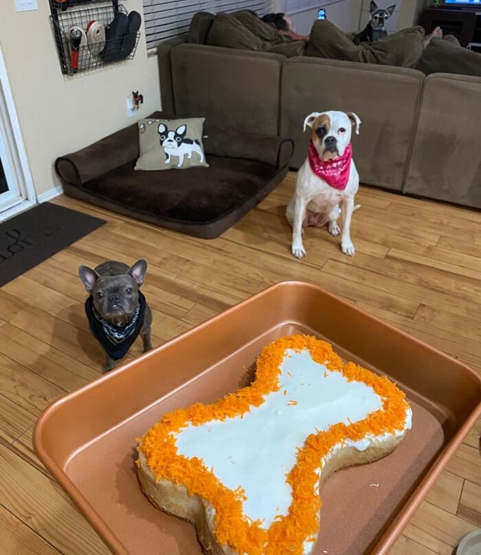 A dog-safe cake-baking kit, so your best friend will feel included in your holiday dessert feast (without eating any unhealthy-for-them human food).