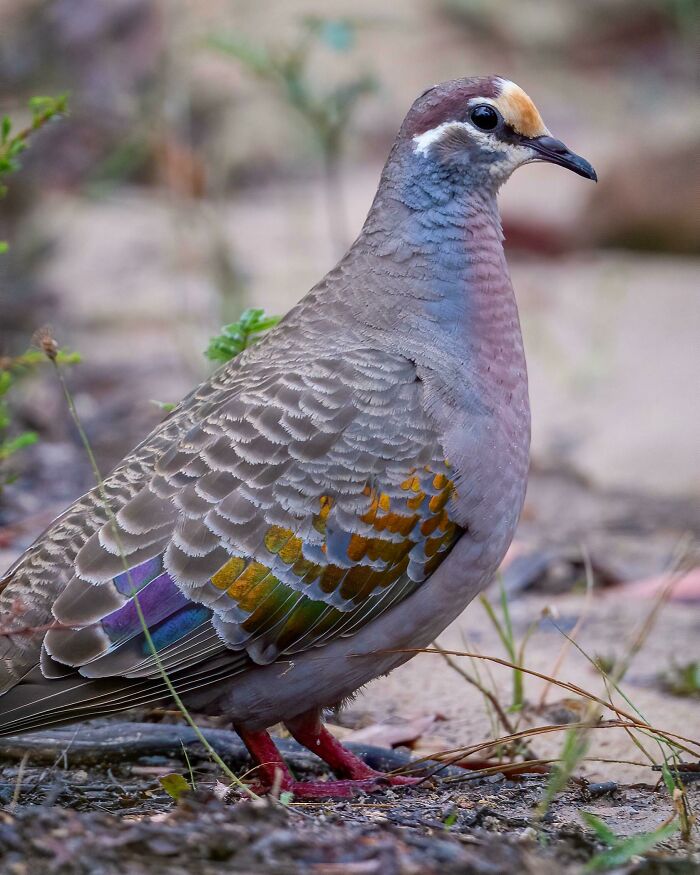Did You Know We Have Native Pigeons? This Is A Common Bronzewing That I Photographed In The Blue Mountains This Last Weekend (Australia)