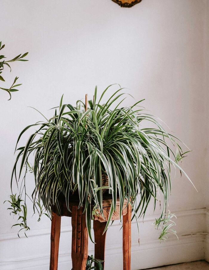 Spider plant in a room