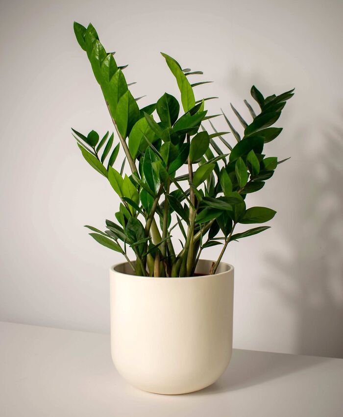 ZZ plant in a white pot on the desk
