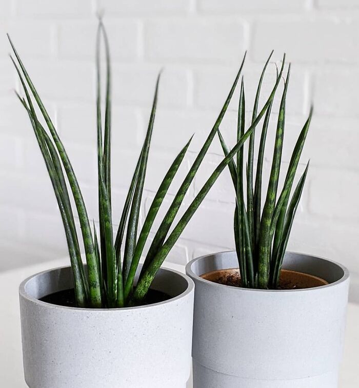 Two Fernwood Mikado plants in light gray pots