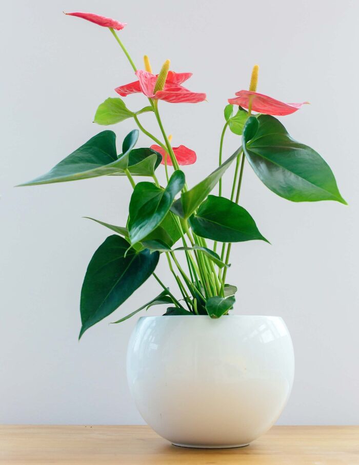  An Anthurium in a white bubble pot on a table