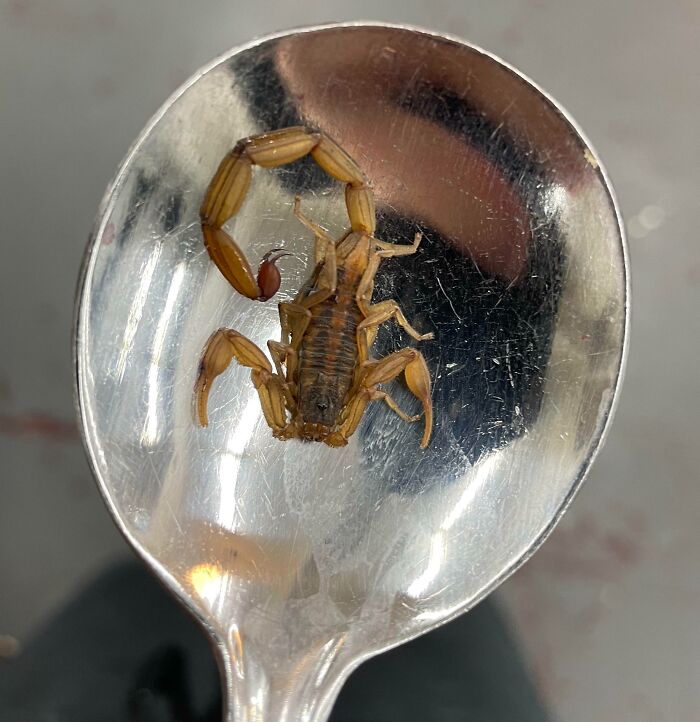 Found A Scorpion In A Crate Of Fruits From Mexico At The Restaurant I Work At