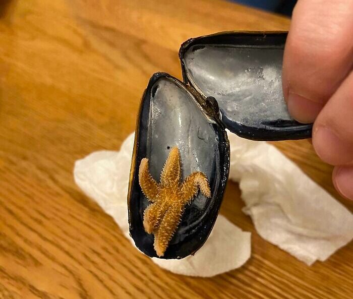 Found A Starfish In One Of My Mussels