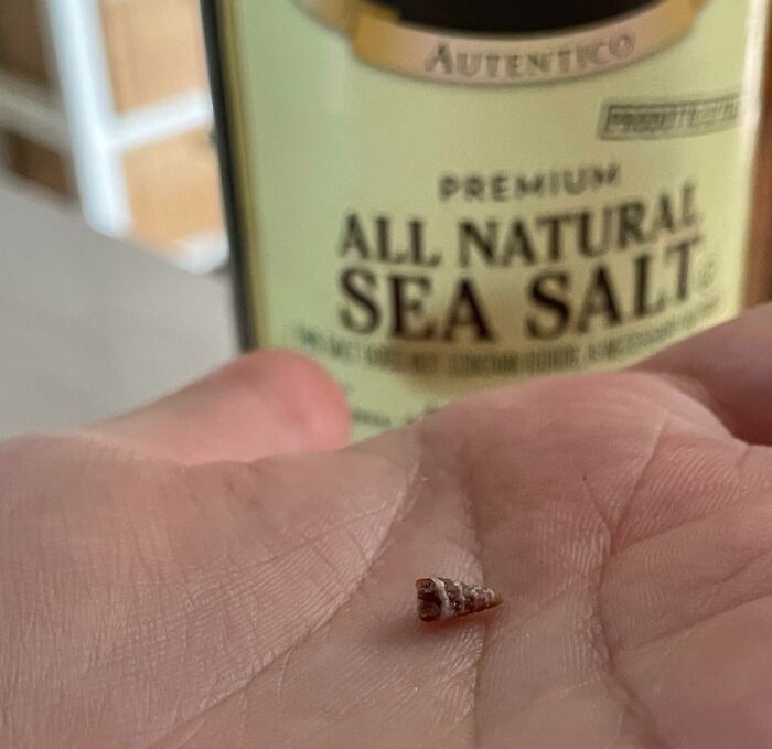 Today I Found A Tiny Shell In My Sea Salt
