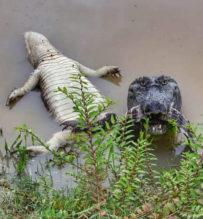 This Crocodile