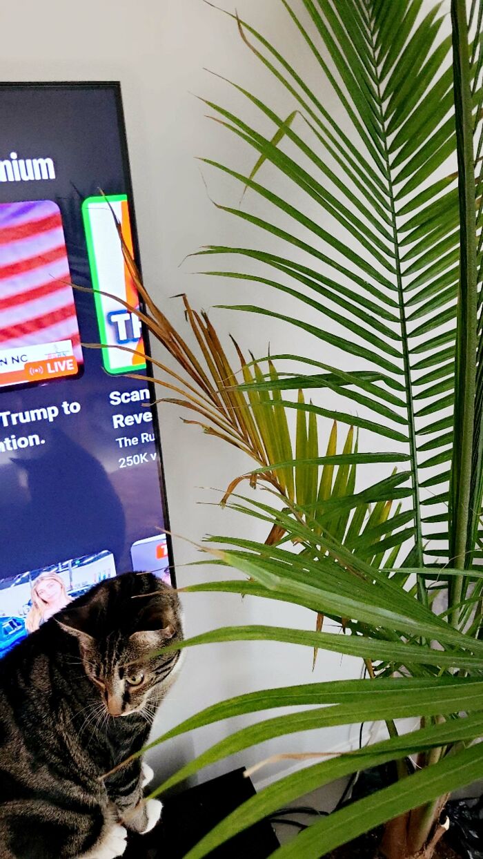 Bought A New House Plant. The Branch Touching The TV Died