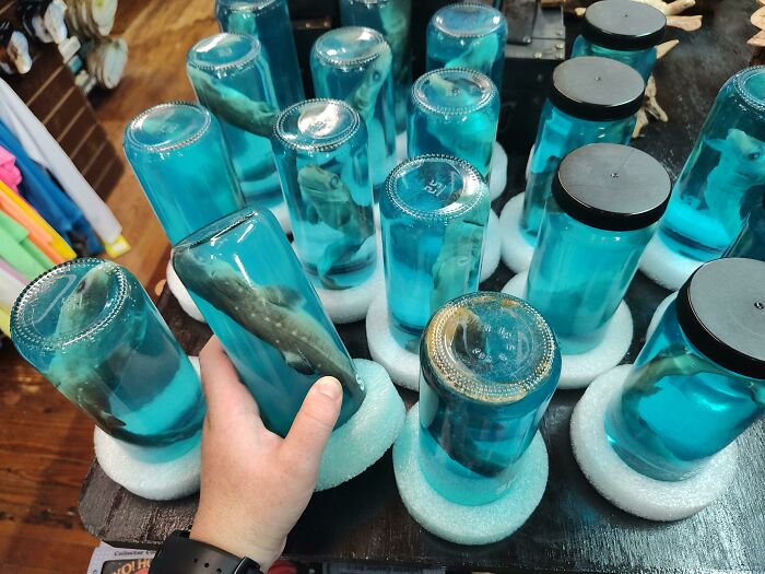 Preserved Baby Sharks In A Bottle Sold As Souvenirs In Obx, NC