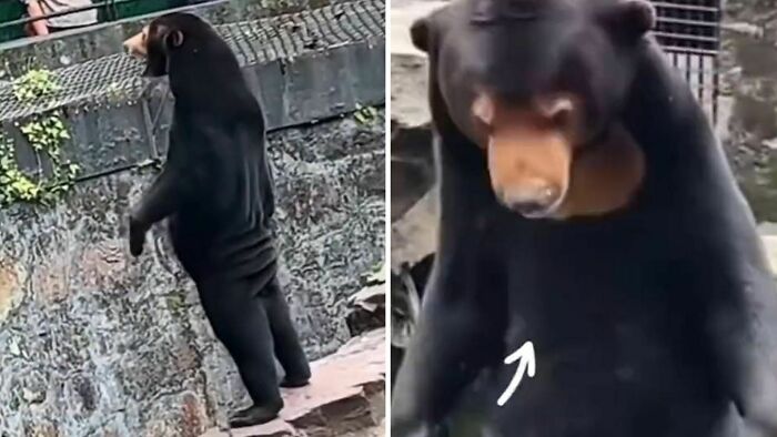 Chinese Zoo Denies Star Attraction Is In Bear Costume