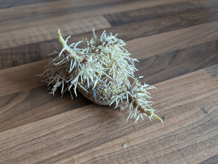 Potato Found Under My Kitchen Counter