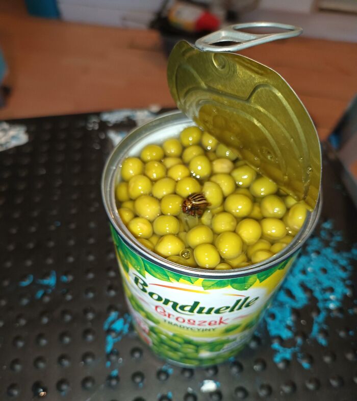 Found An Insect Floating In A Can Of Peas