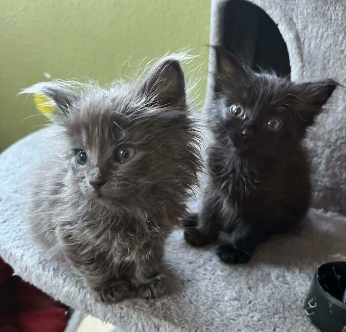 Wife And Daughter Went To Adopt A Cat, Came Home With 2 (Sisters)
