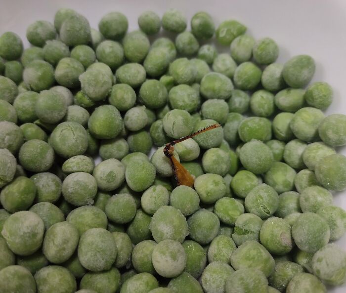 Found A Grasshopper Leg In My Frozen Peas, After We Had Already Eaten Half Of The Bag Earlier Today
