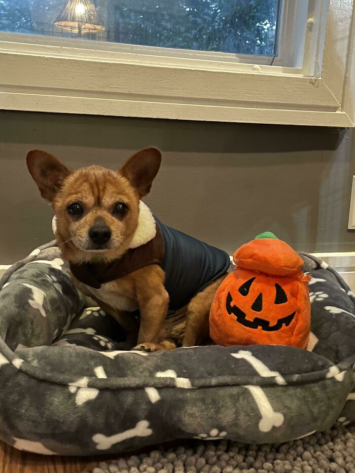 Mom Adopted This Senior Pup 🥹❤️🎃