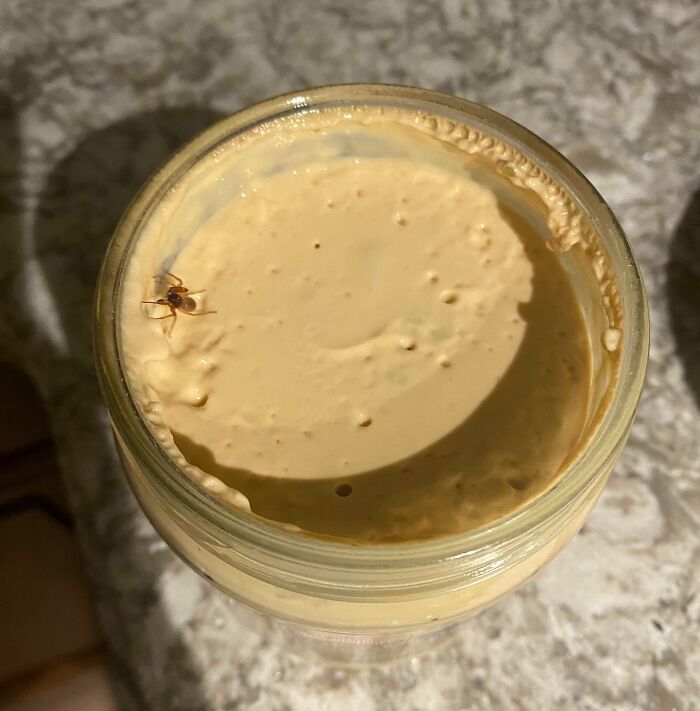 Found A Live Spider In My Unopened Queso After Breaking The Seal