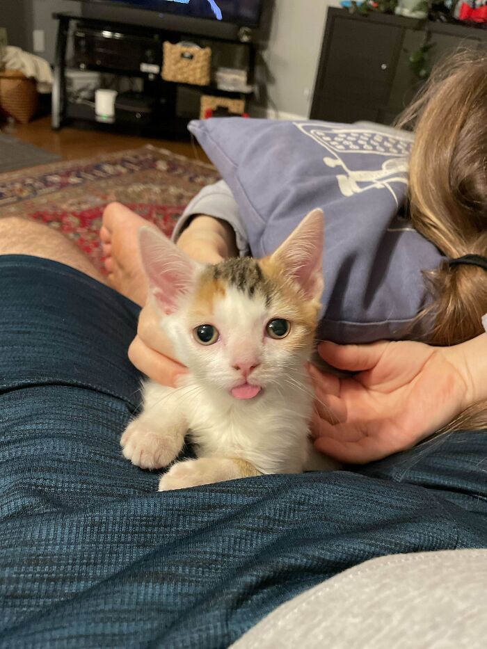 Our Foster Kitty Aurora Got Adopted To Her Forever Home Yesterday, And I’m So Happy That I Needed To Share