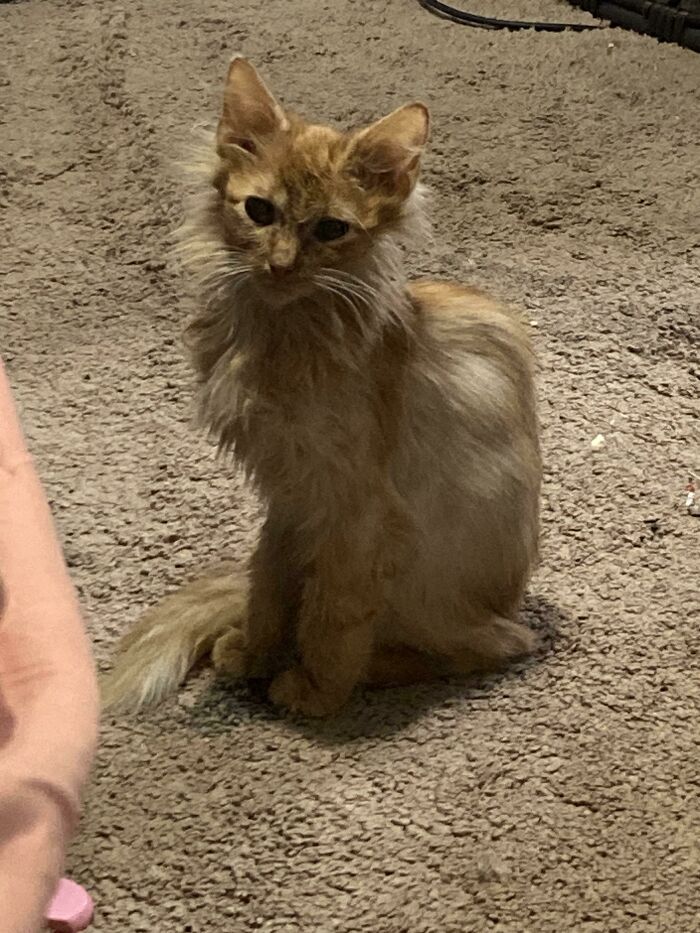 Adopted A Cat On Monday, Found A Kitten Emaciated After Having Been Dumped On The Boat Ramp Tuesday. Cat Distribution System Really Said I Need 2 Cats After My Husband Said I Could Only Have 1