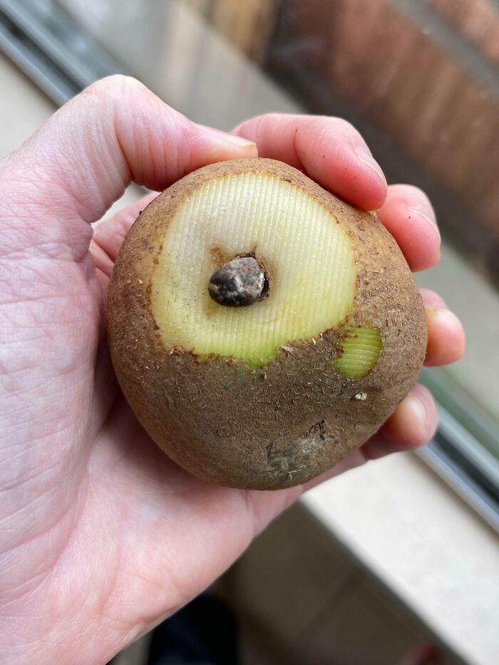 I Found A Tiny Rock In My Potato