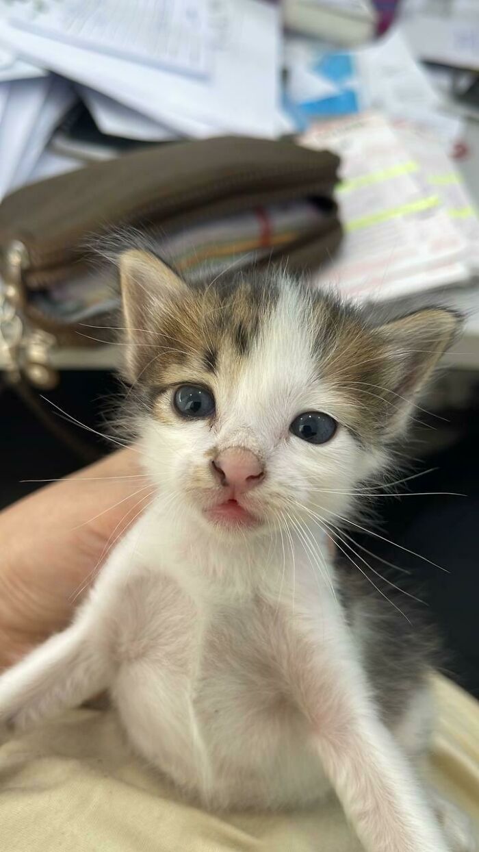 My Fiancé Got Adopted By A Kitten. Meet Luna