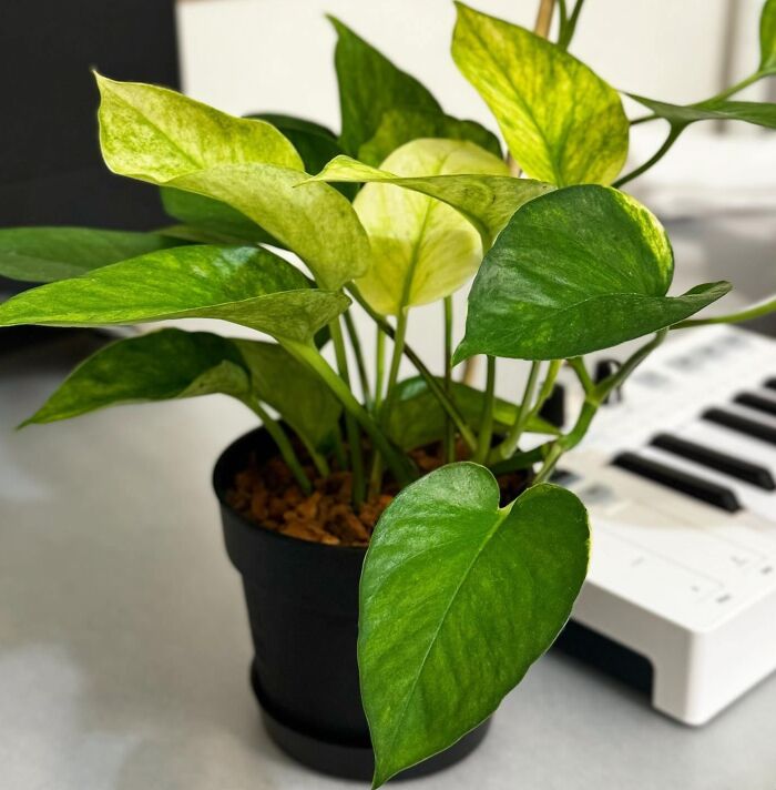 A small Pothos plant on a table