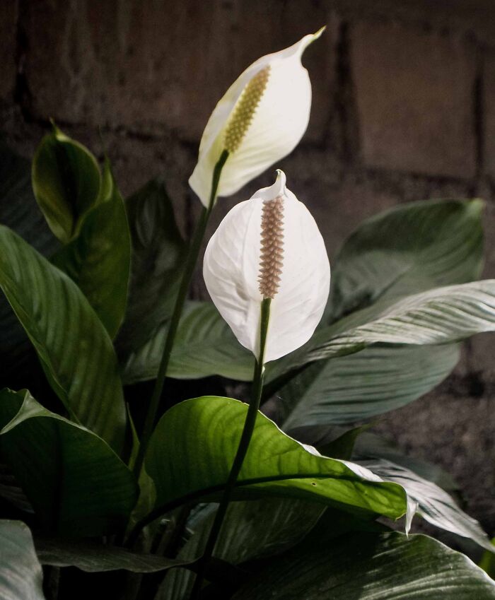 A close-up of a Peace-Lily plant