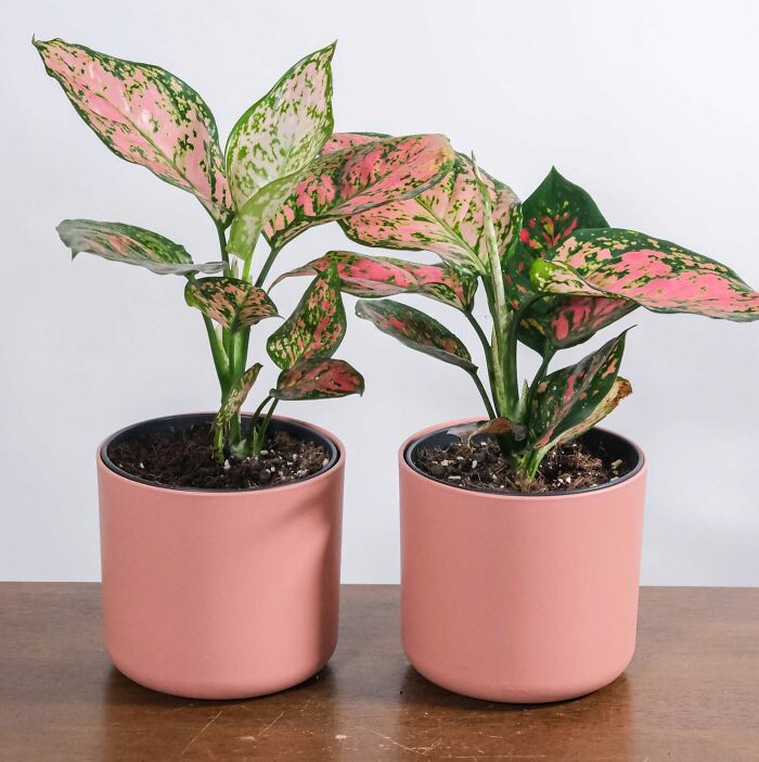 Two pink Aglaonema plants in pink pots on a wooden table