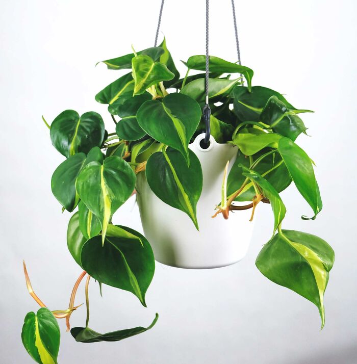 Philodendron Scanden ‘Brasil’ in a white hanging pot