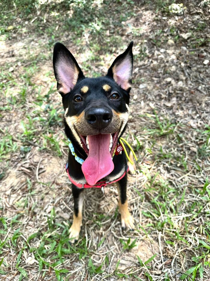 My Adopted Pup 7 Months Old. Not Sure What Breed She Is But We Suspect She Could Be An Australian Kelpie