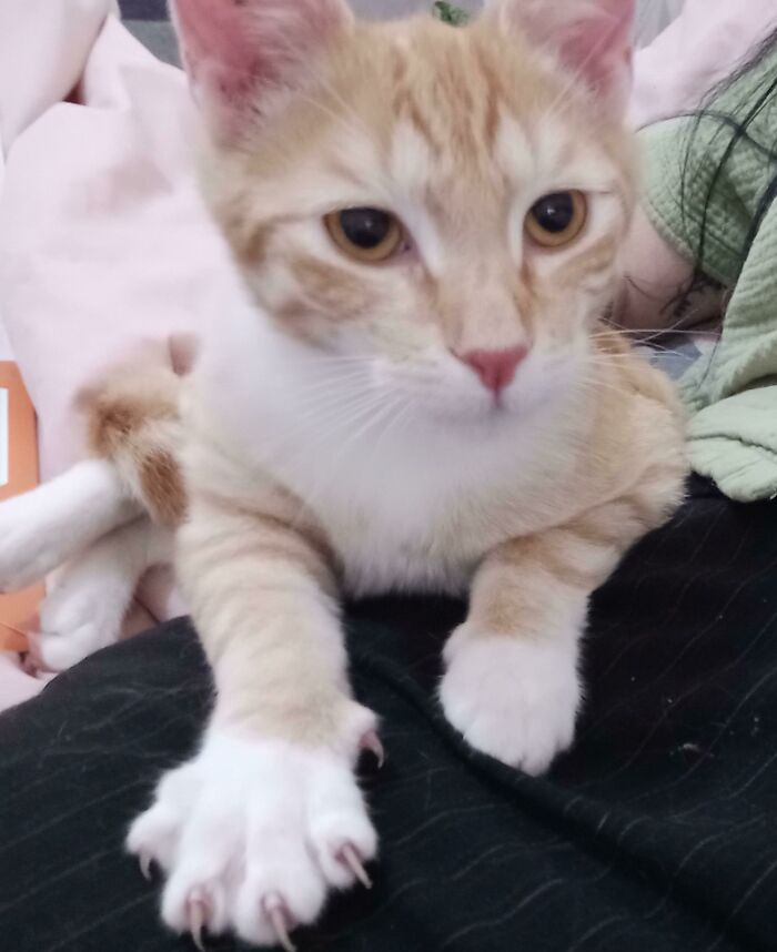 I Just Adopted This Little Ginger Boy I'm Stuck For Names! Help? 🥺
