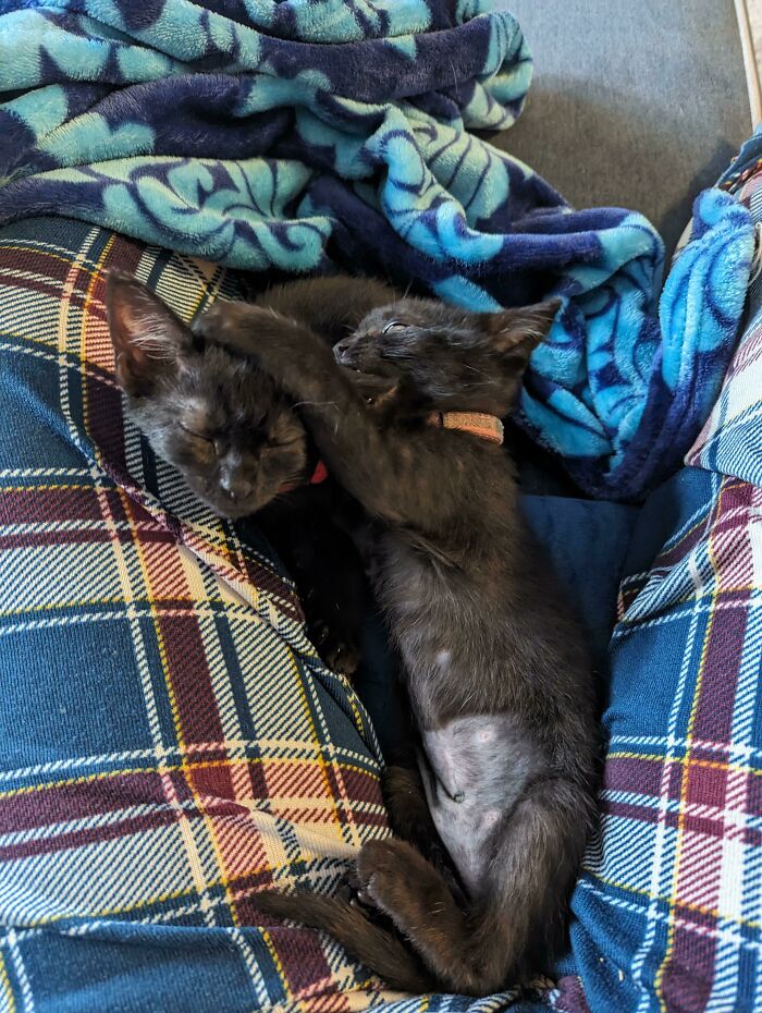 Adopted Black Cats For Friday The 13th