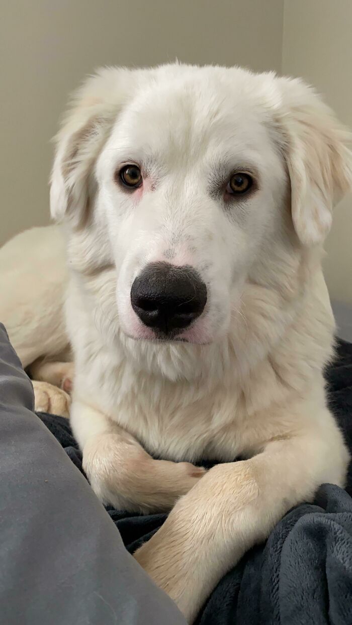 This Is Harper. I Adopted Him In College And They Told Me He Was A Great Pyrenees Mix. If You Had To Guess, What Do You Think The Mix Is?