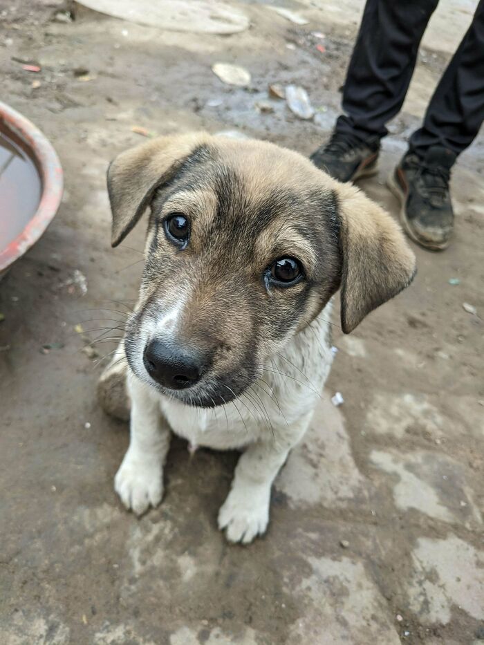 This Lil Pup Was Abandoned On The Streets. Don't Know How He Got Both His Hind Legs Broken, But He Crawled Upto Me While I Was Walking By. I Picked Him Up And After Reaching Out To 20 Helplines Finally Found Him A Nice Place 2 Hours Away From The City Where I Drove Him & He's Being Treated & Cared
